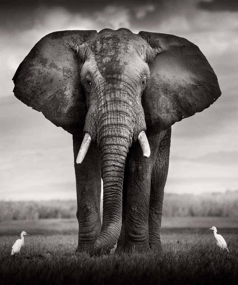 Read more about the article Important Black and White Photography